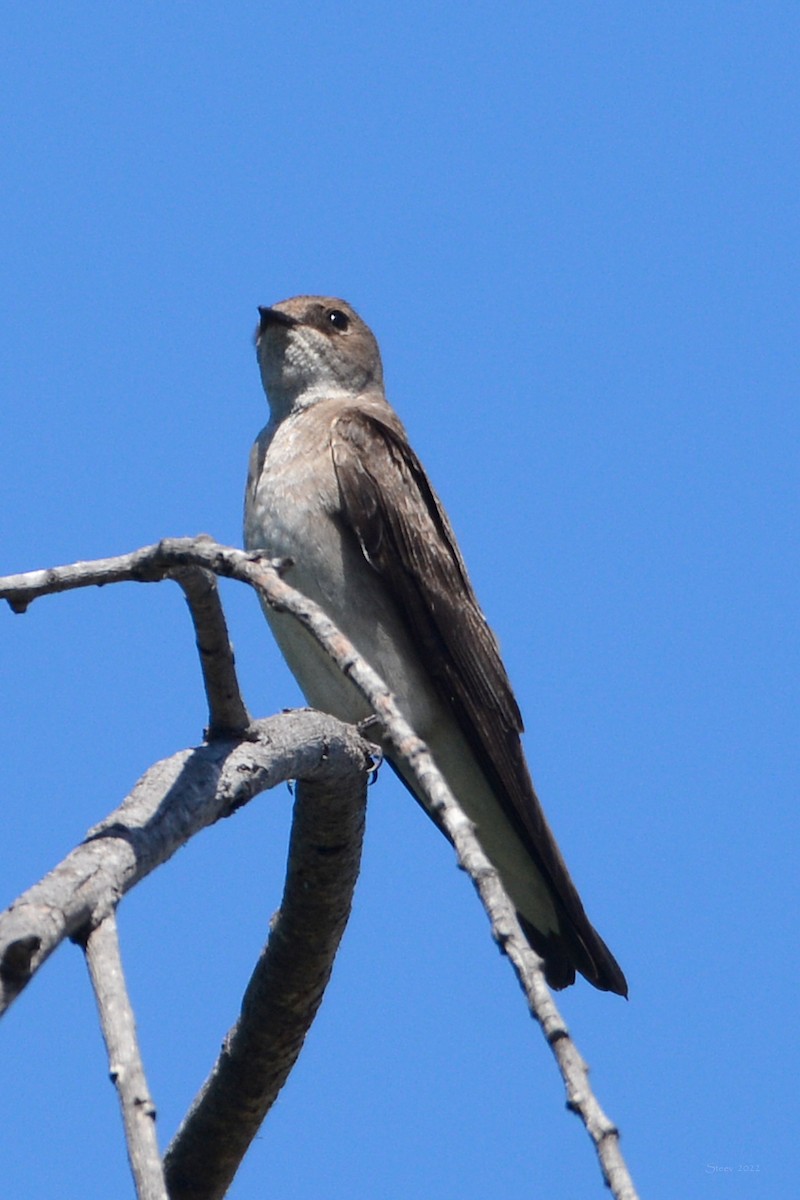 Northern Rough-winged Swallow - ML437687591