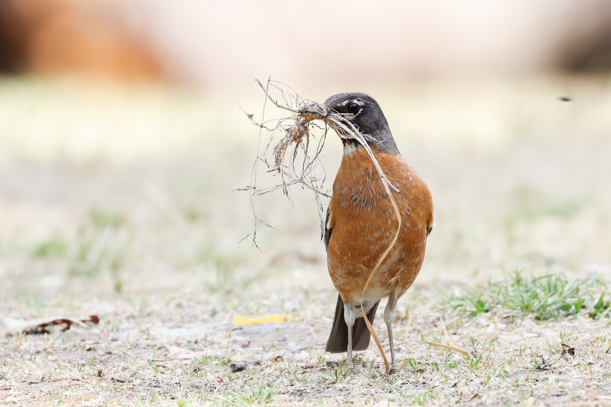 American Robin - ML437688091