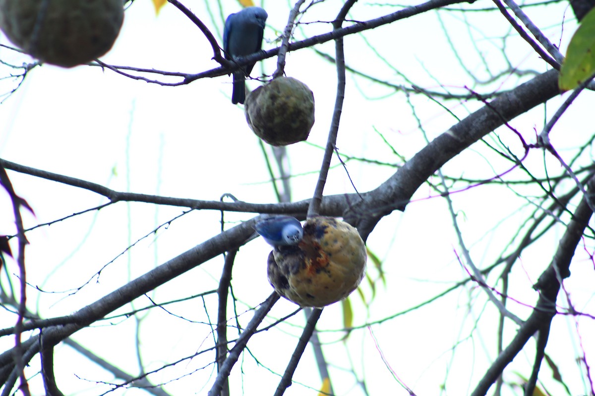 Blue-gray Tanager - ML437688141