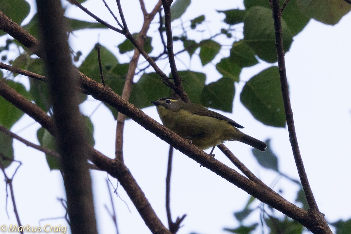 White-browed White-eye - Markus Craig