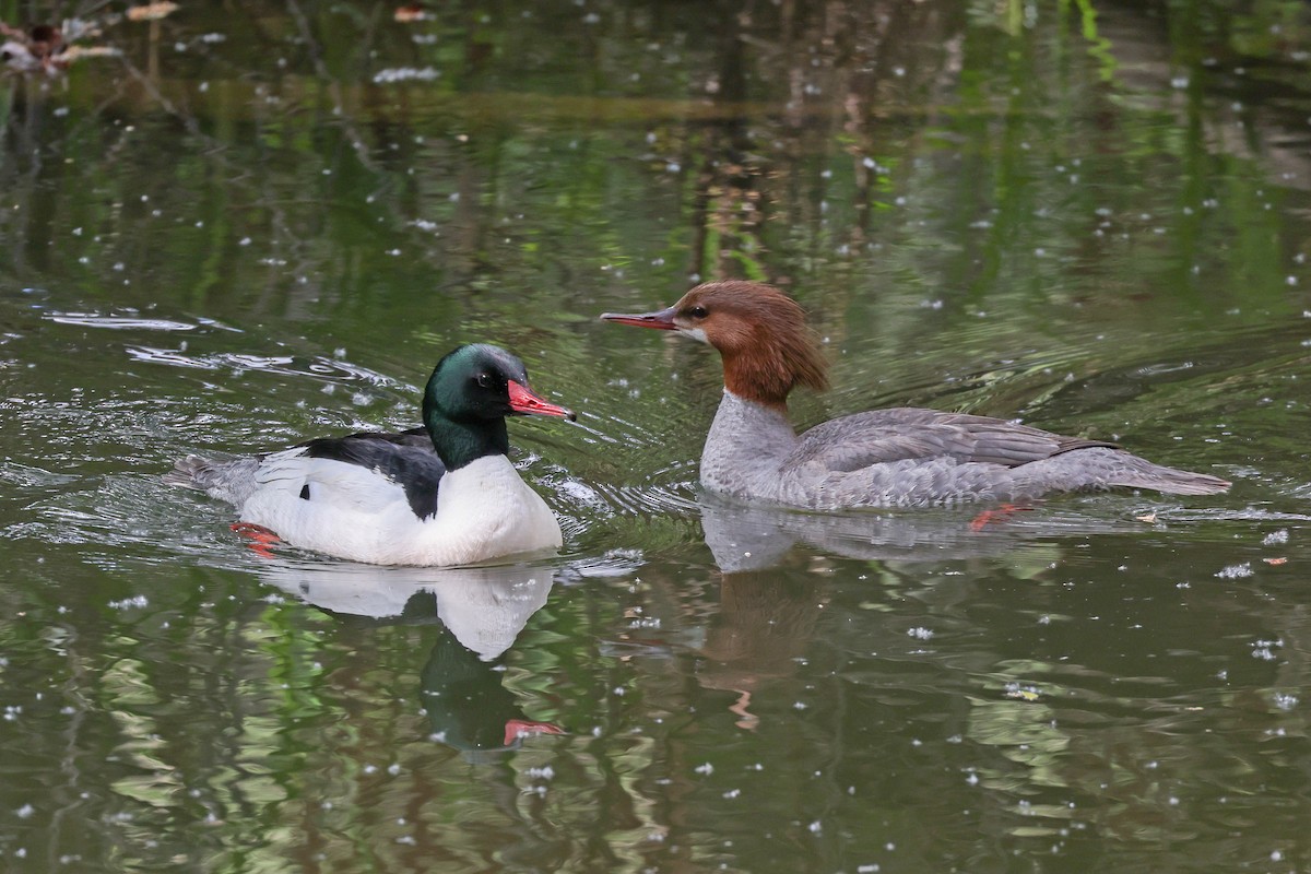 Common Merganser - ML437689651