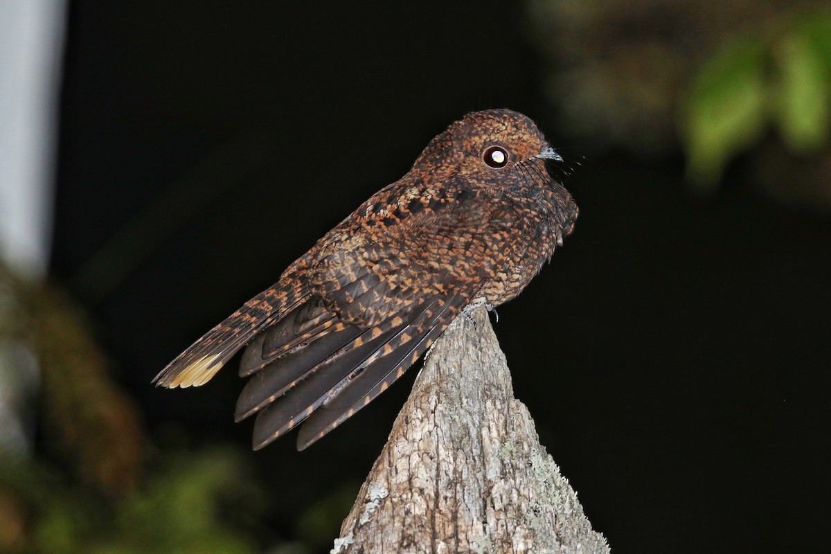 Dusky Nightjar - Eric Heisey