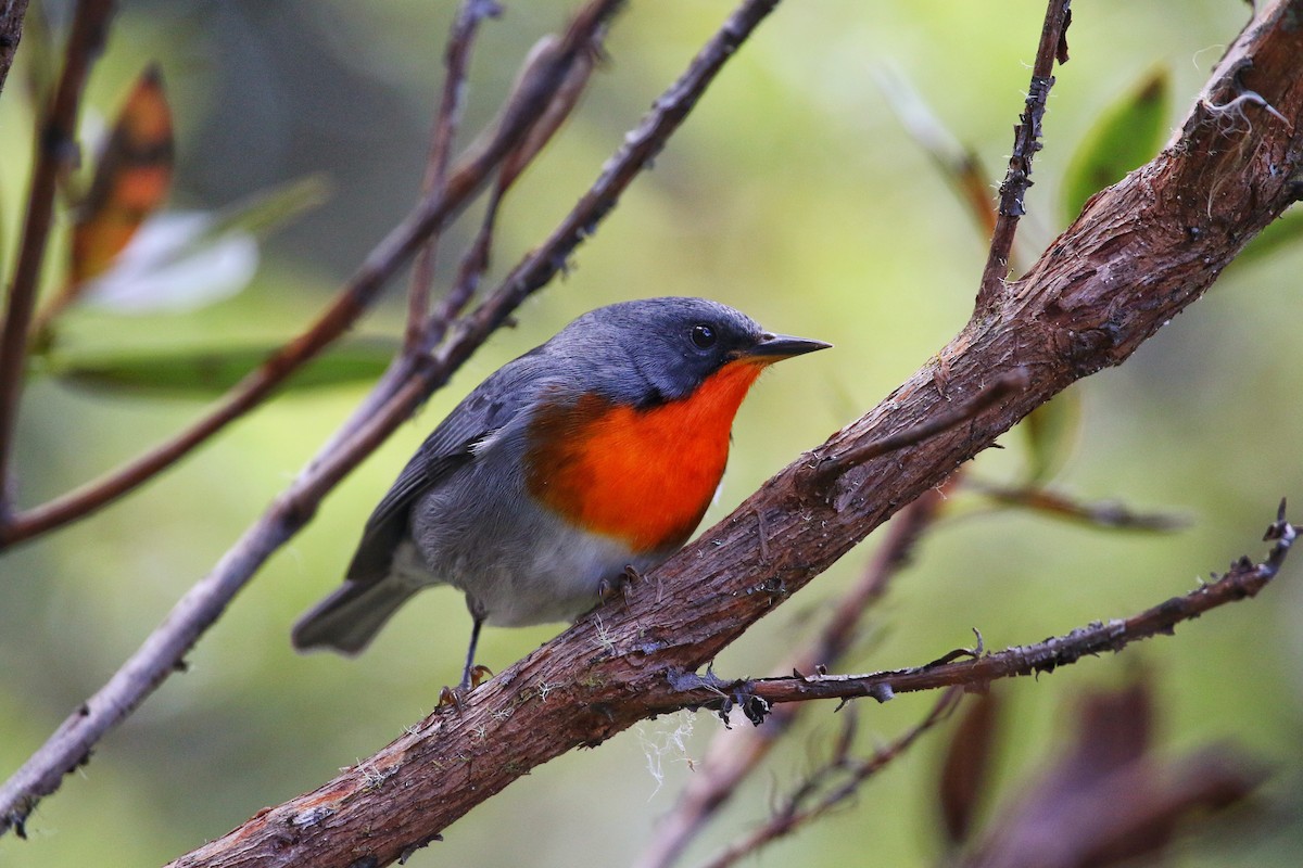 Flame-throated Warbler - ML43769111