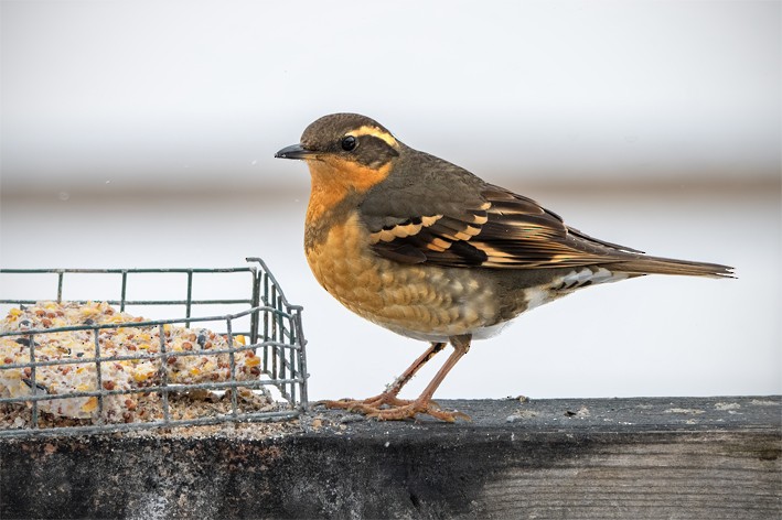 Varied Thrush - Clive Keen