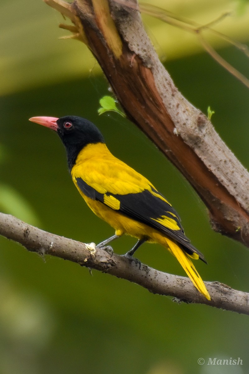 Black-hooded Oriole - Manish Kumar Chattopadhyay