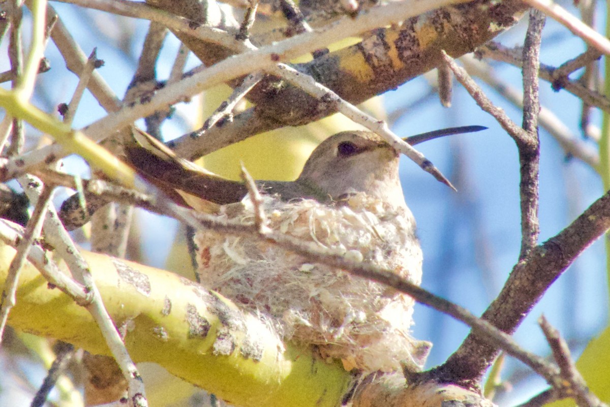 Costa's Hummingbird - ML437693851