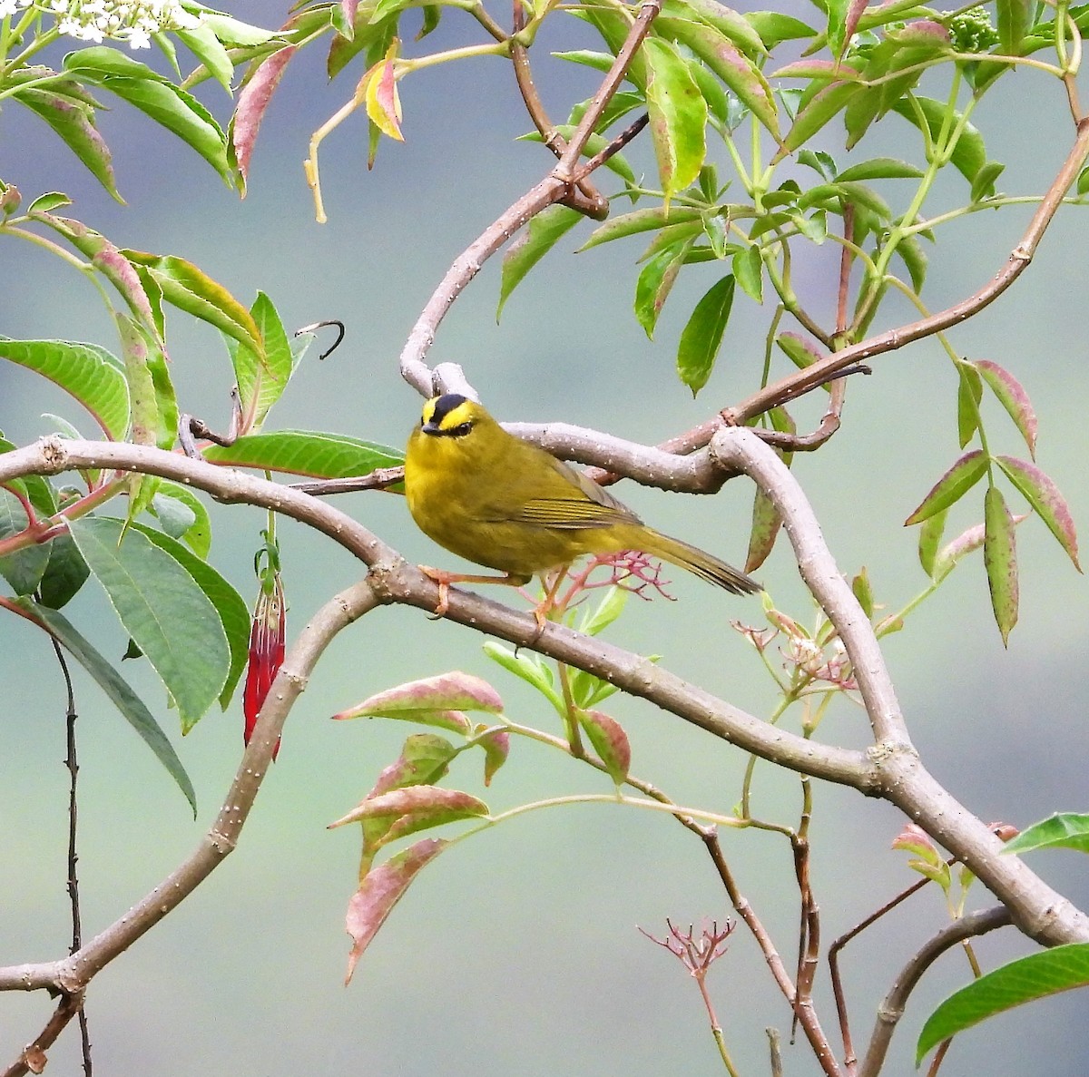 Black-crested Warbler - ML437695901