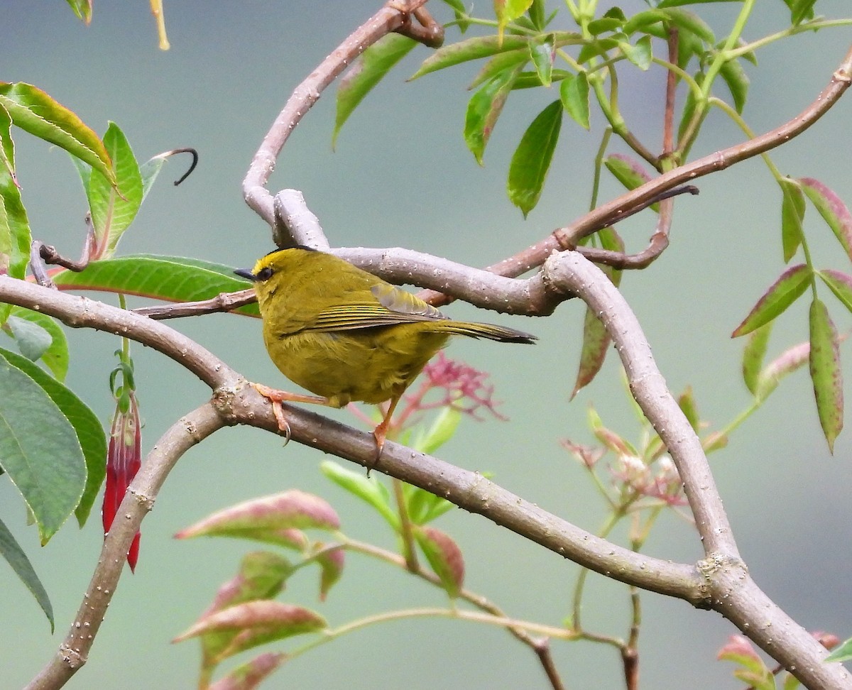 Black-crested Warbler - ML437695991