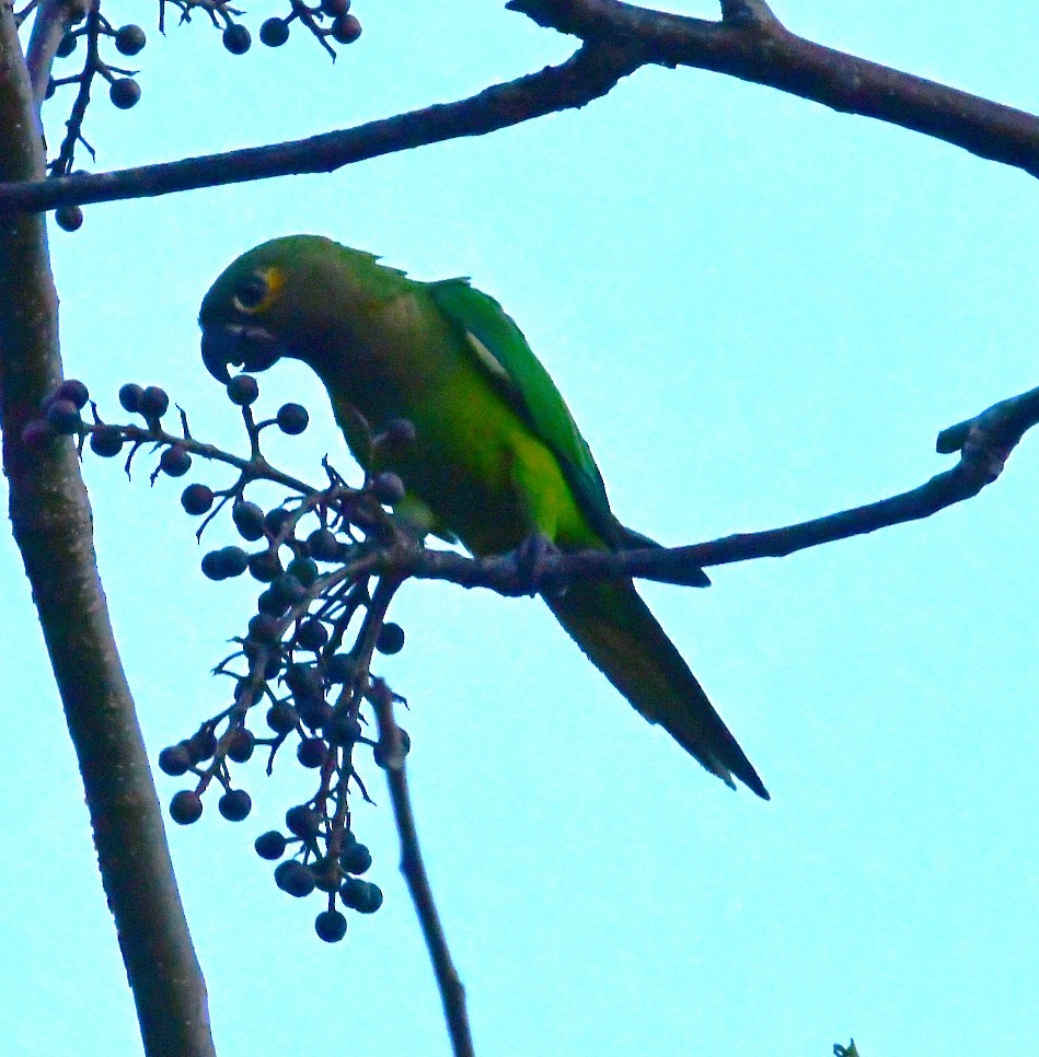 Conure cuivrée - ML437696791