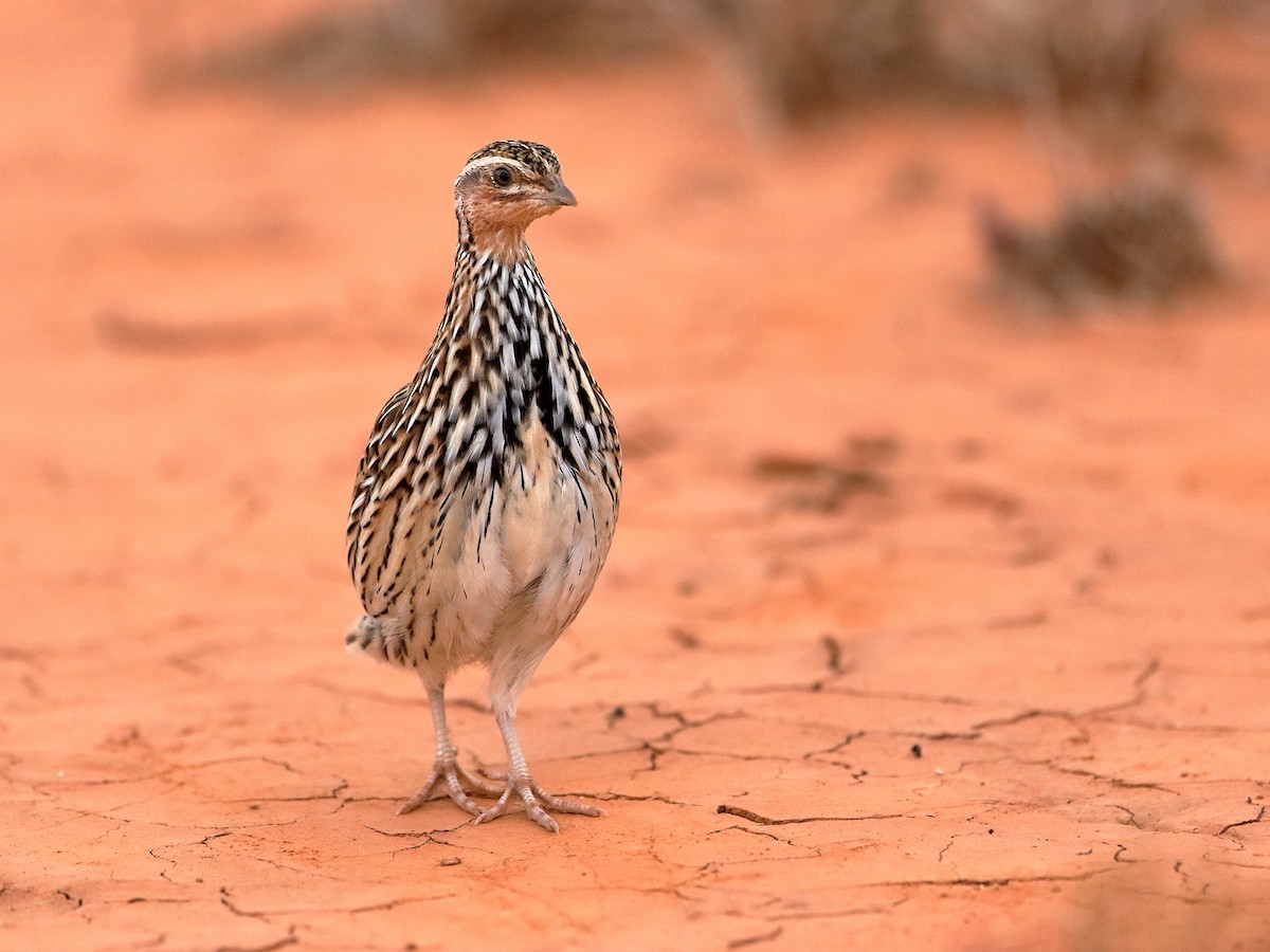 Stubble Quail - ML437697221