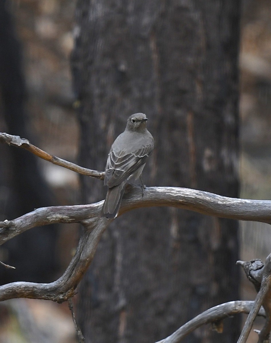 Townsend's Solitaire - ML437699321