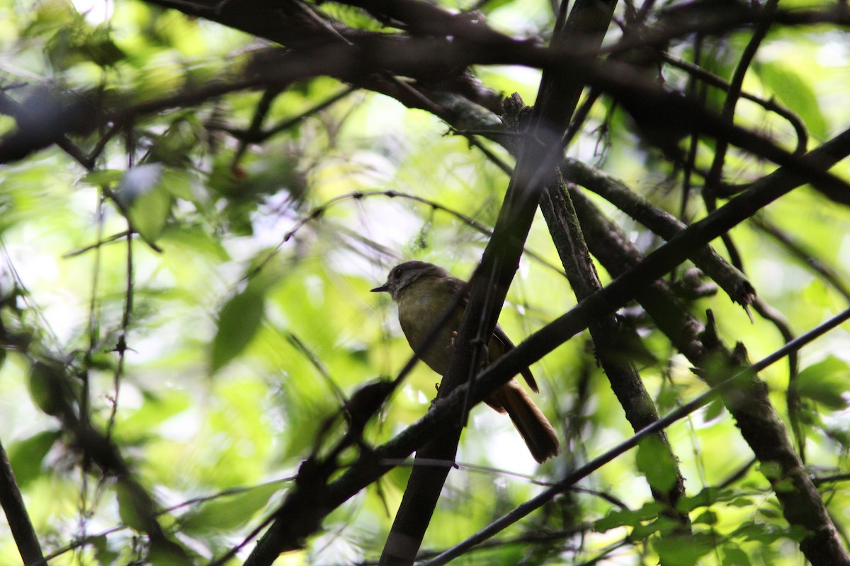 White-starred Robin - ML437700901