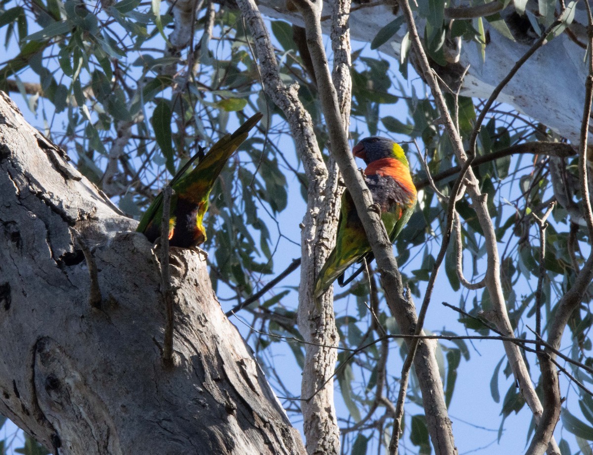 Rainbow Lorikeet - ML437700931