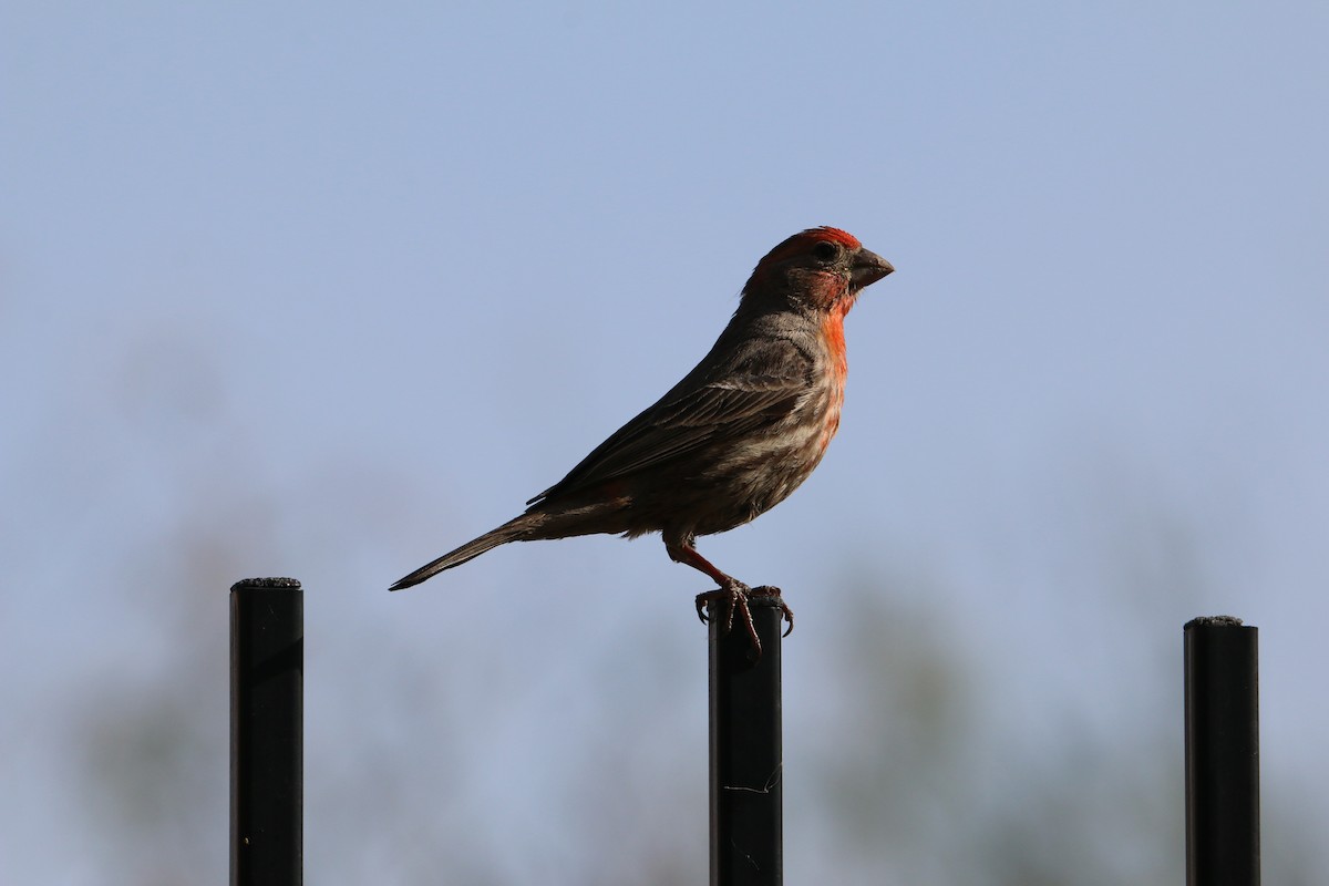 House Finch - Michelle Emlin