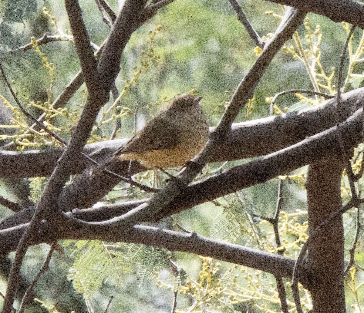 Buff-rumped Thornbill - ML437701011