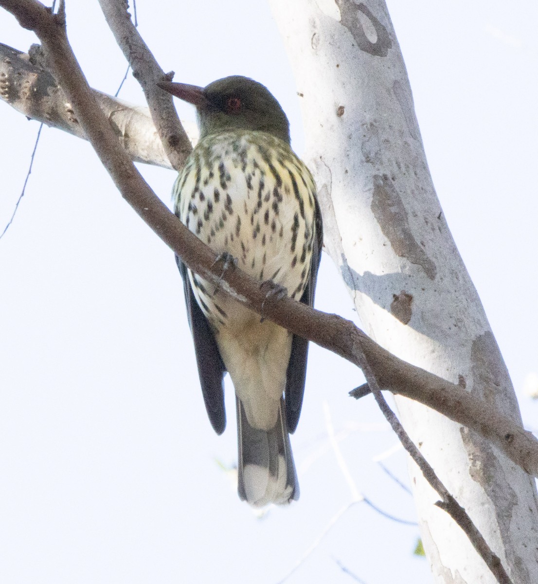 Olive-backed Oriole - ML437701031