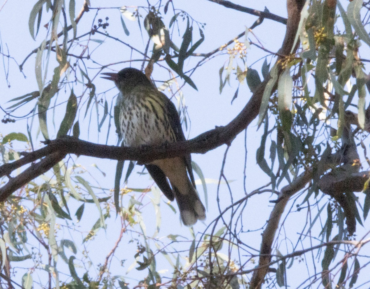 Olive-backed Oriole - ML437701101