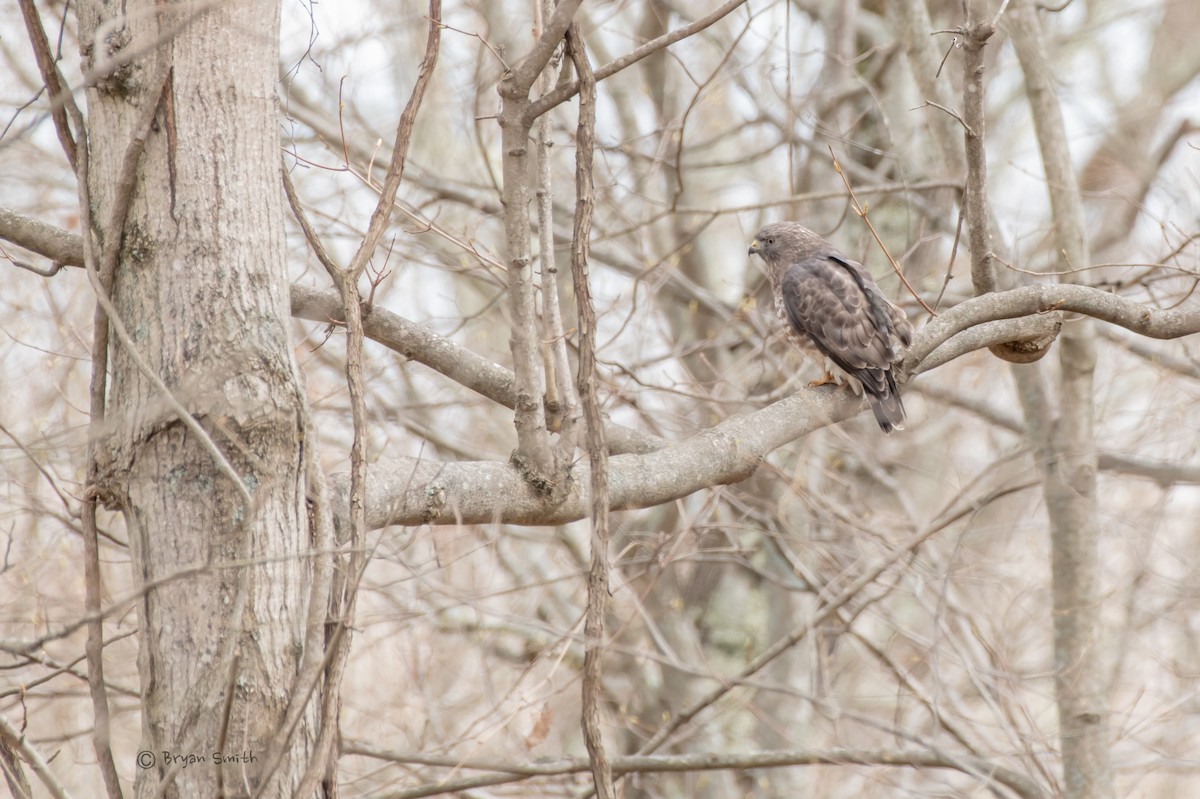 Broad-winged Hawk - ML437701111