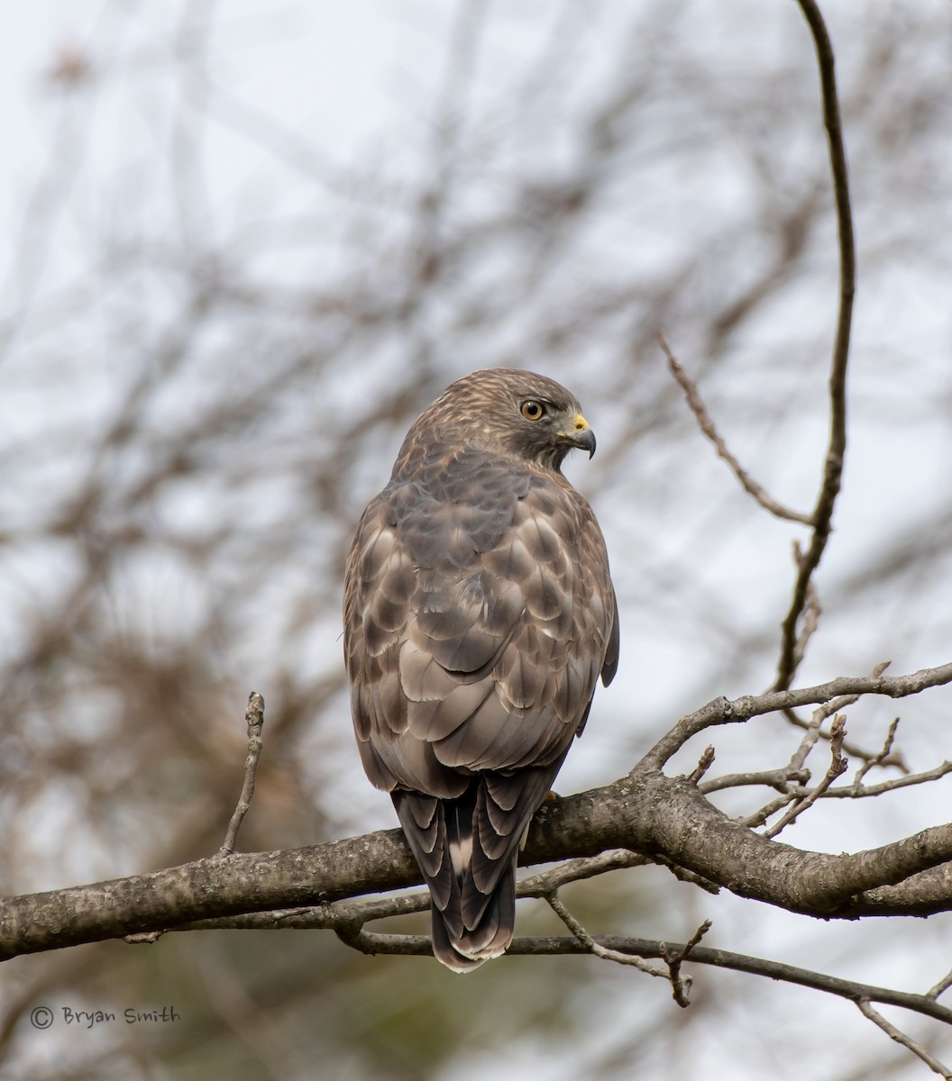 Broad-winged Hawk - Bryan Smith