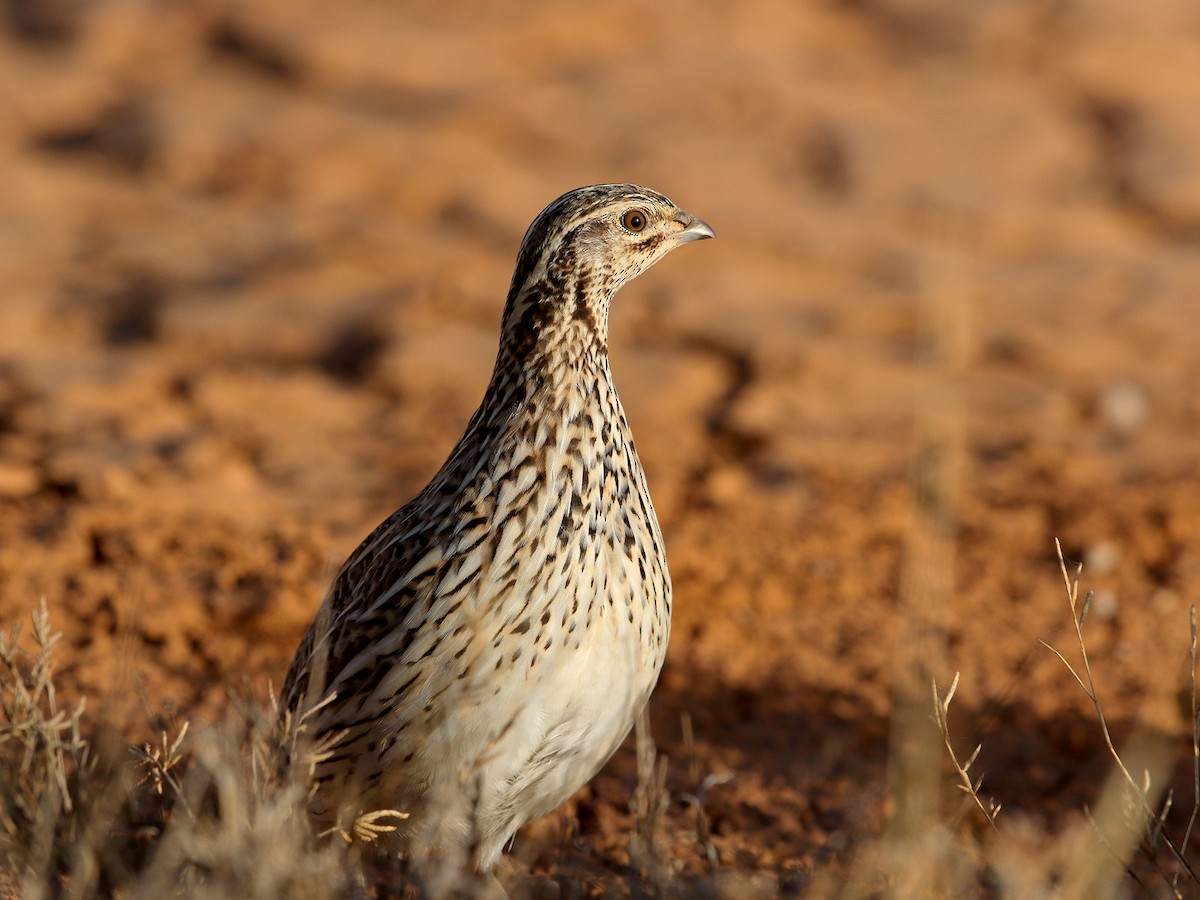 Stubble Quail - ML437701201
