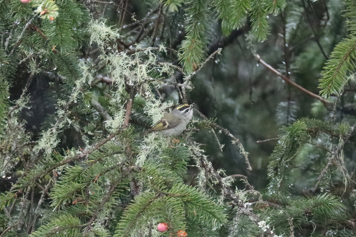 Golden-crowned Kinglet - Adrian Lakin