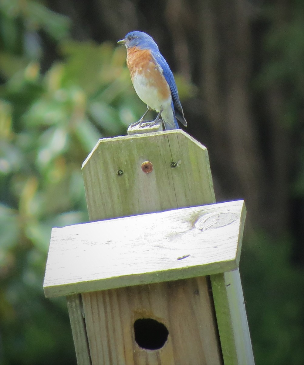 Eastern Bluebird - ML437703261