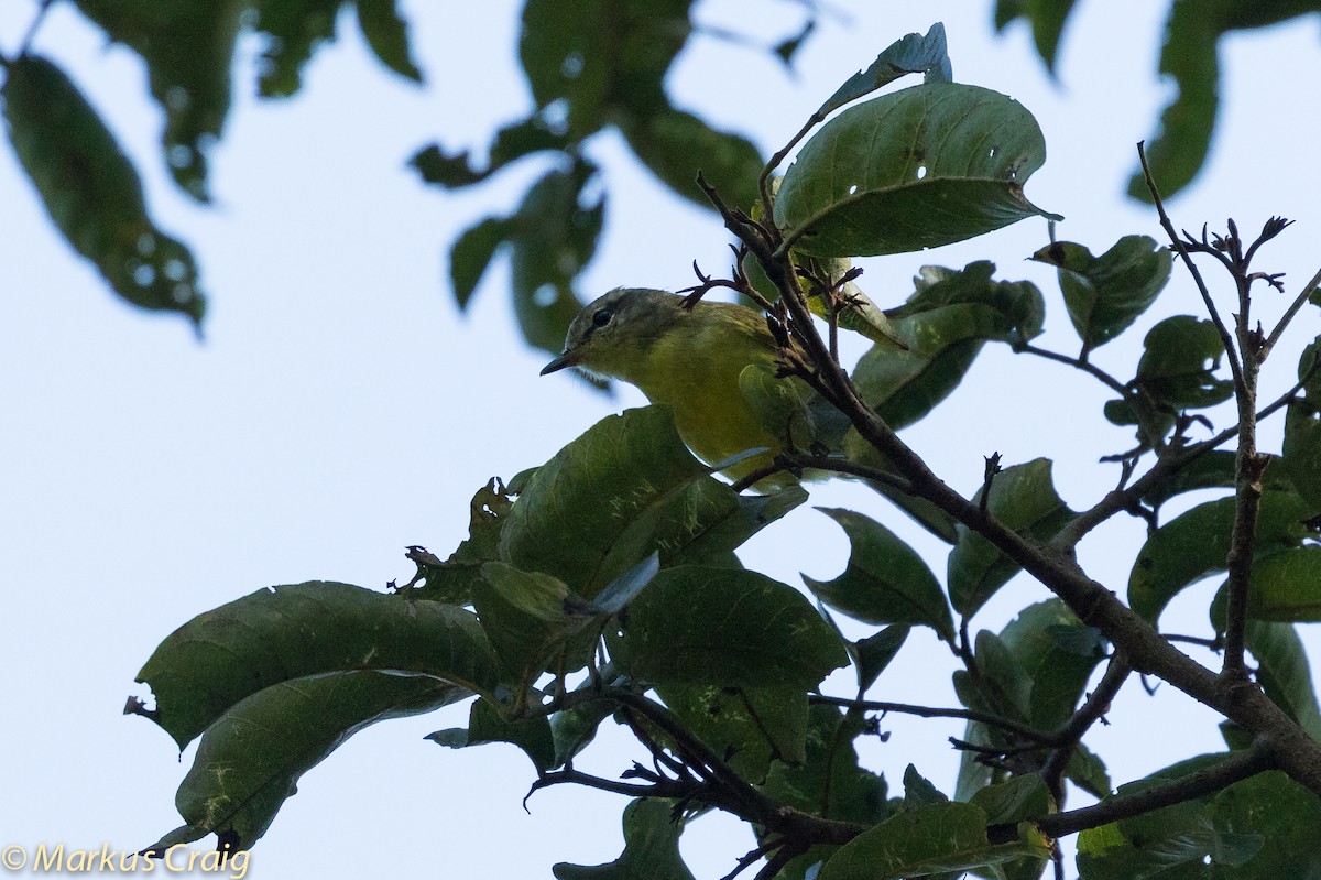 Timor Leaf Warbler (Flores) - Markus Craig