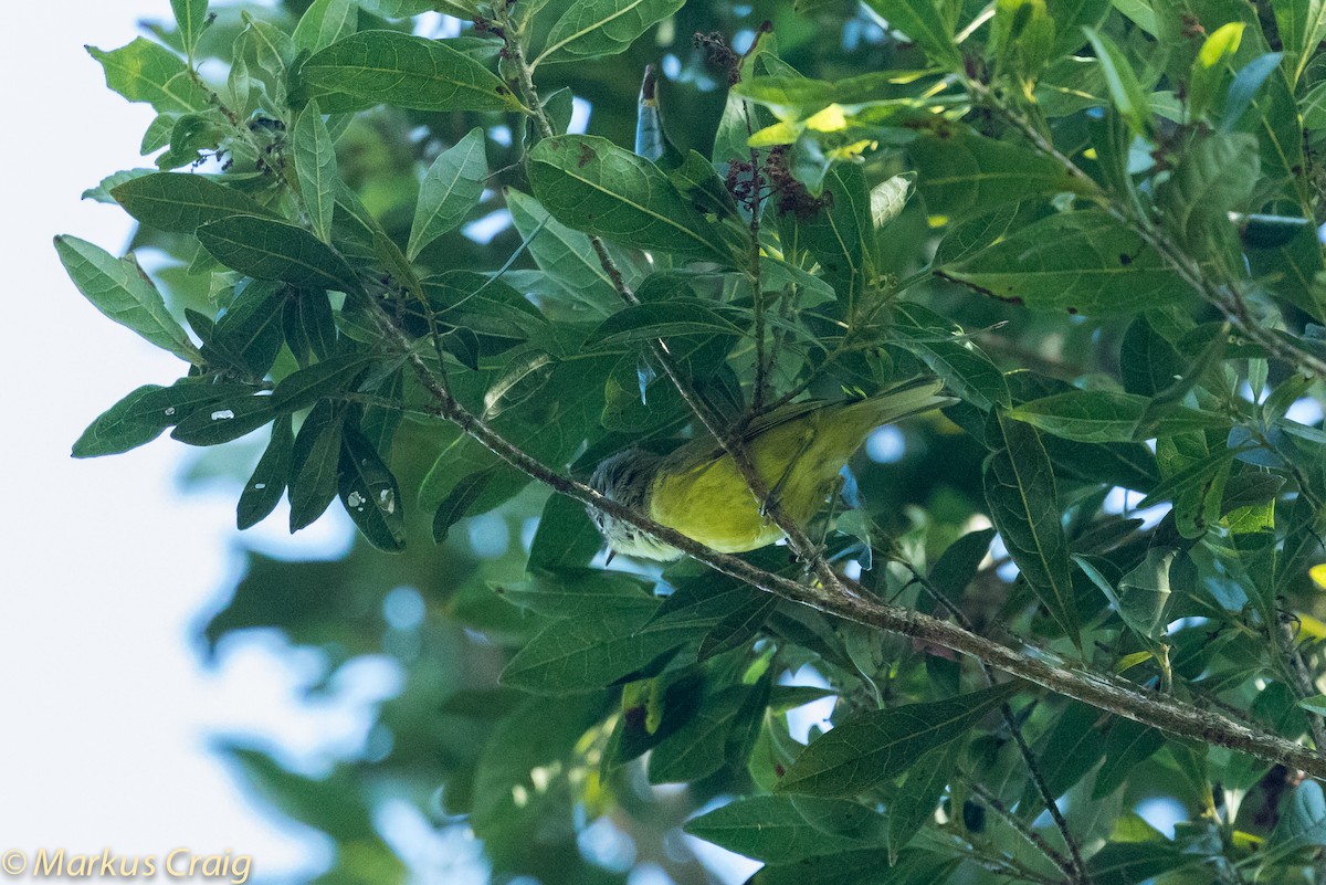 Bare-throated Whistler - ML43770431