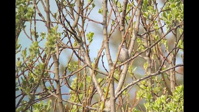 Bewick's Wren - ML437704901