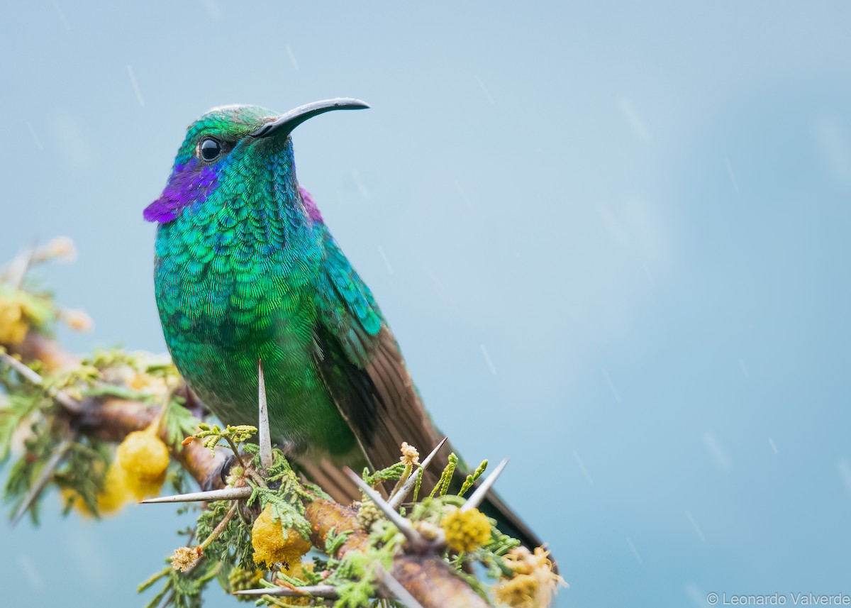 Lesser Violetear - ML437705211