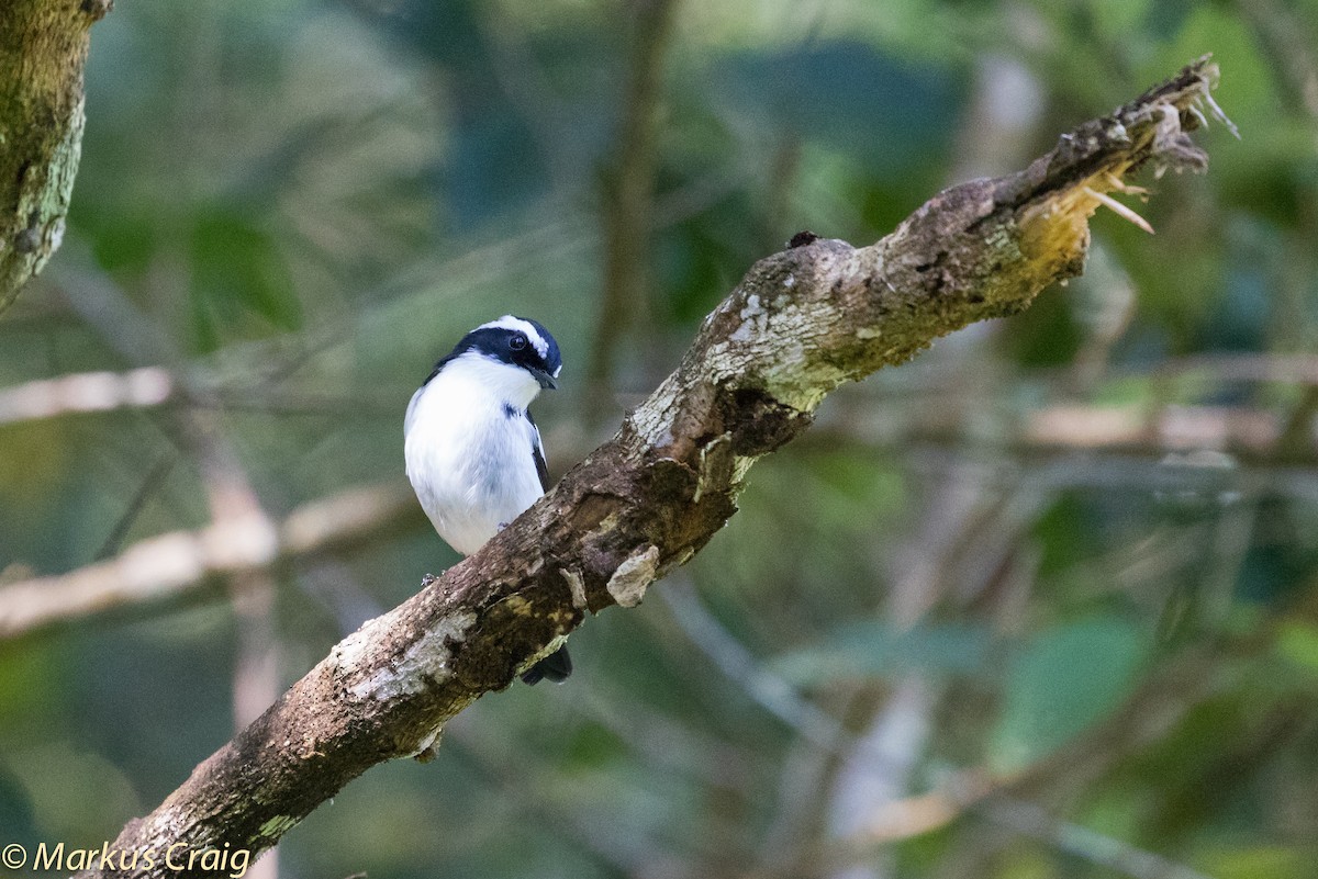 Little Pied Flycatcher - ML43770641