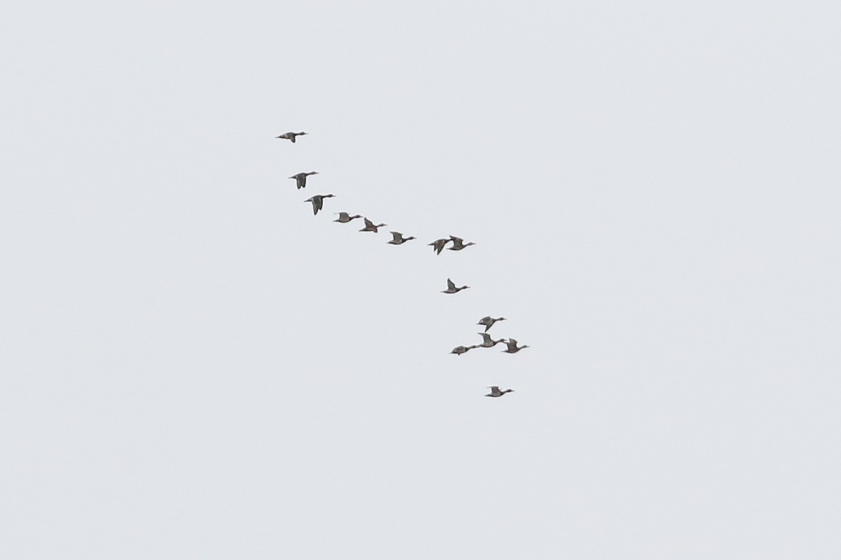 Ring-necked Duck - ML437707201