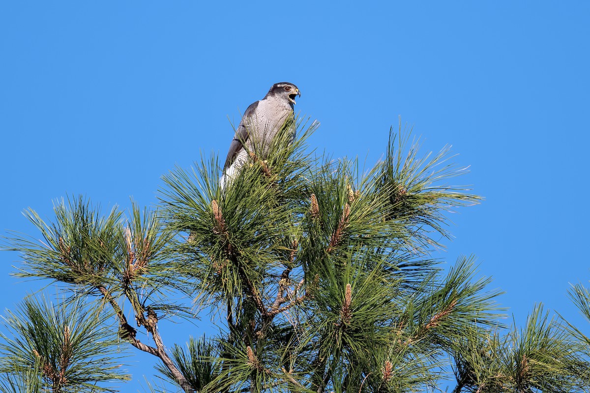 American Goshawk - ML437707411