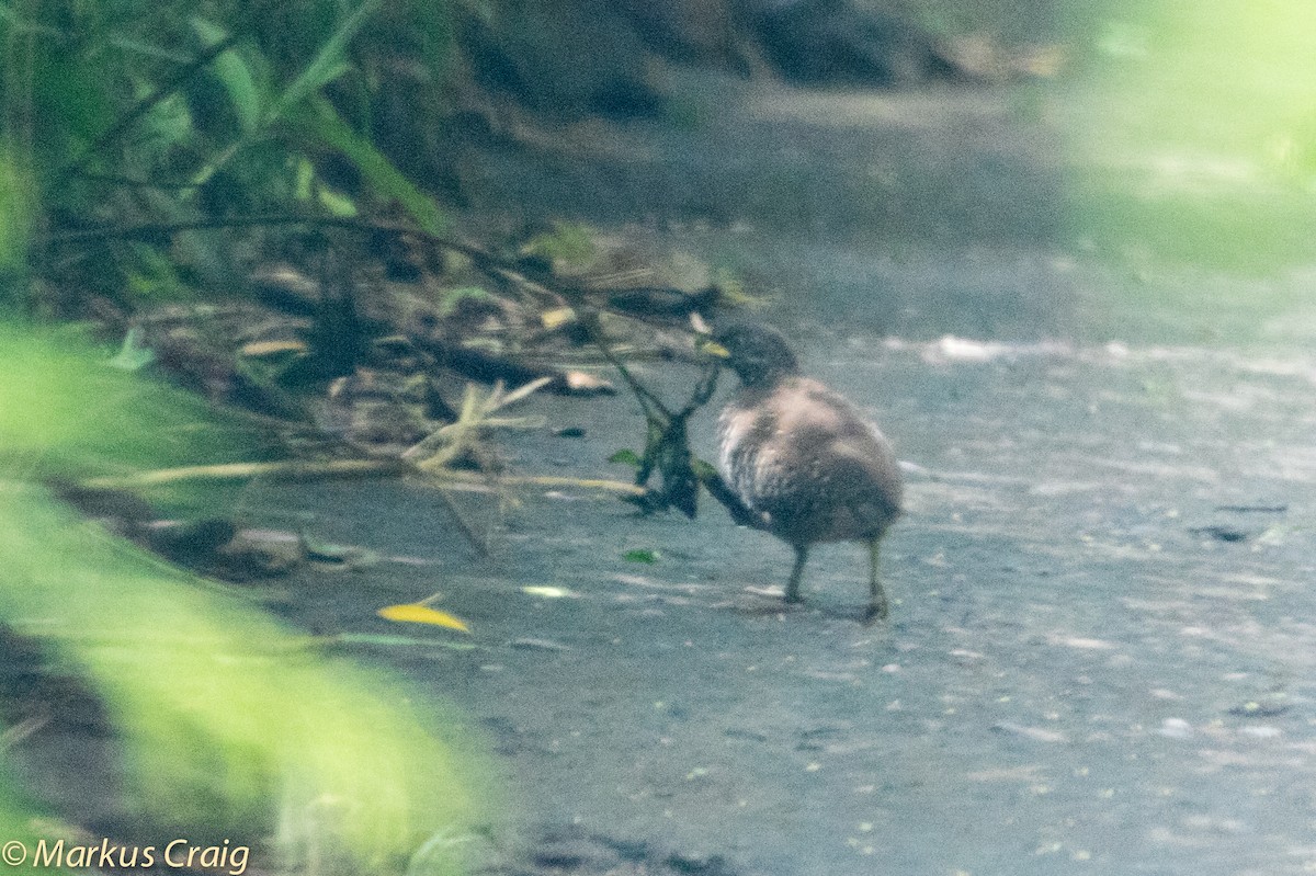 Barred Buttonquail - ML43770781