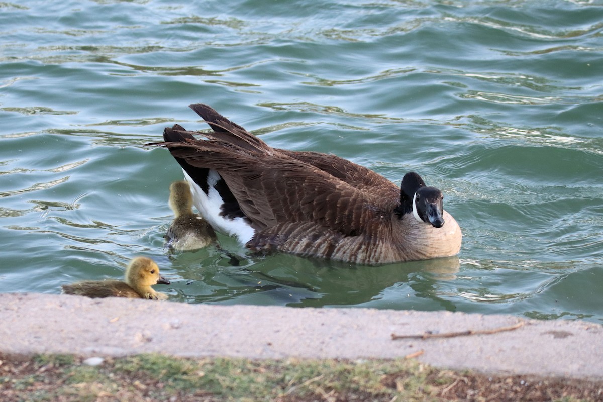 Canada Goose - ML437708181