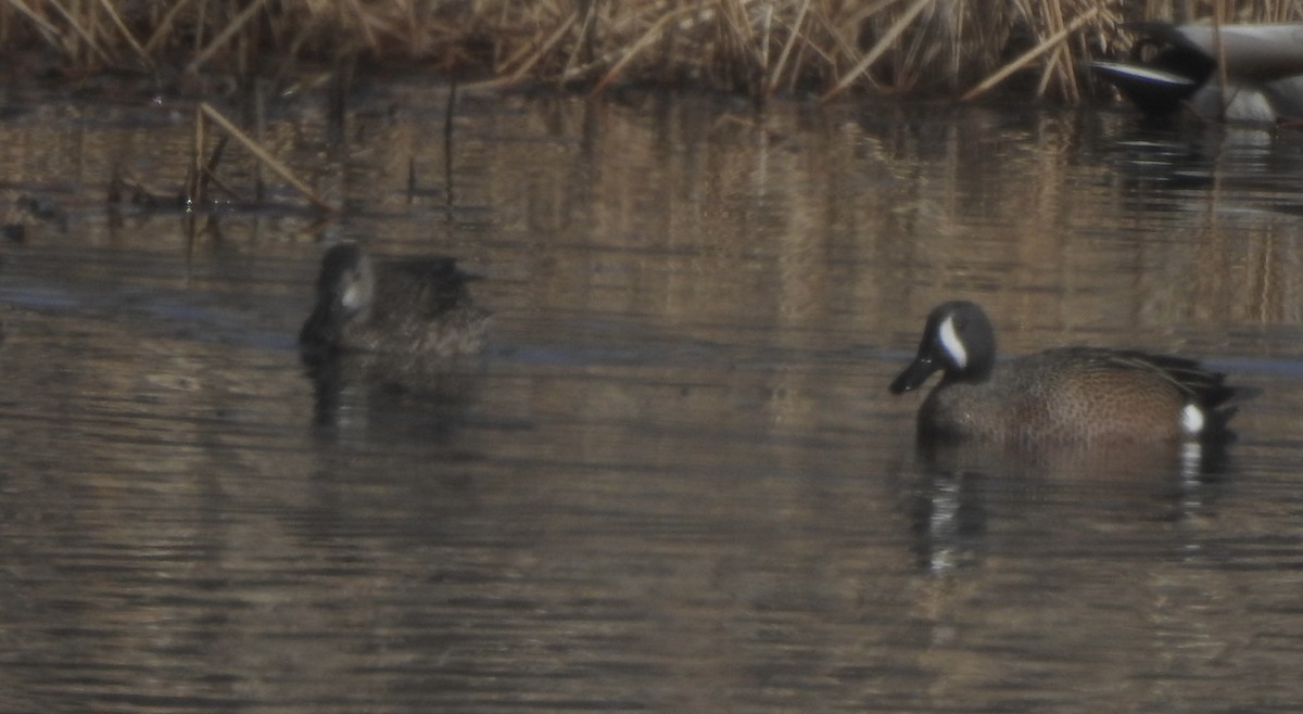 Blue-winged Teal - ML437708391