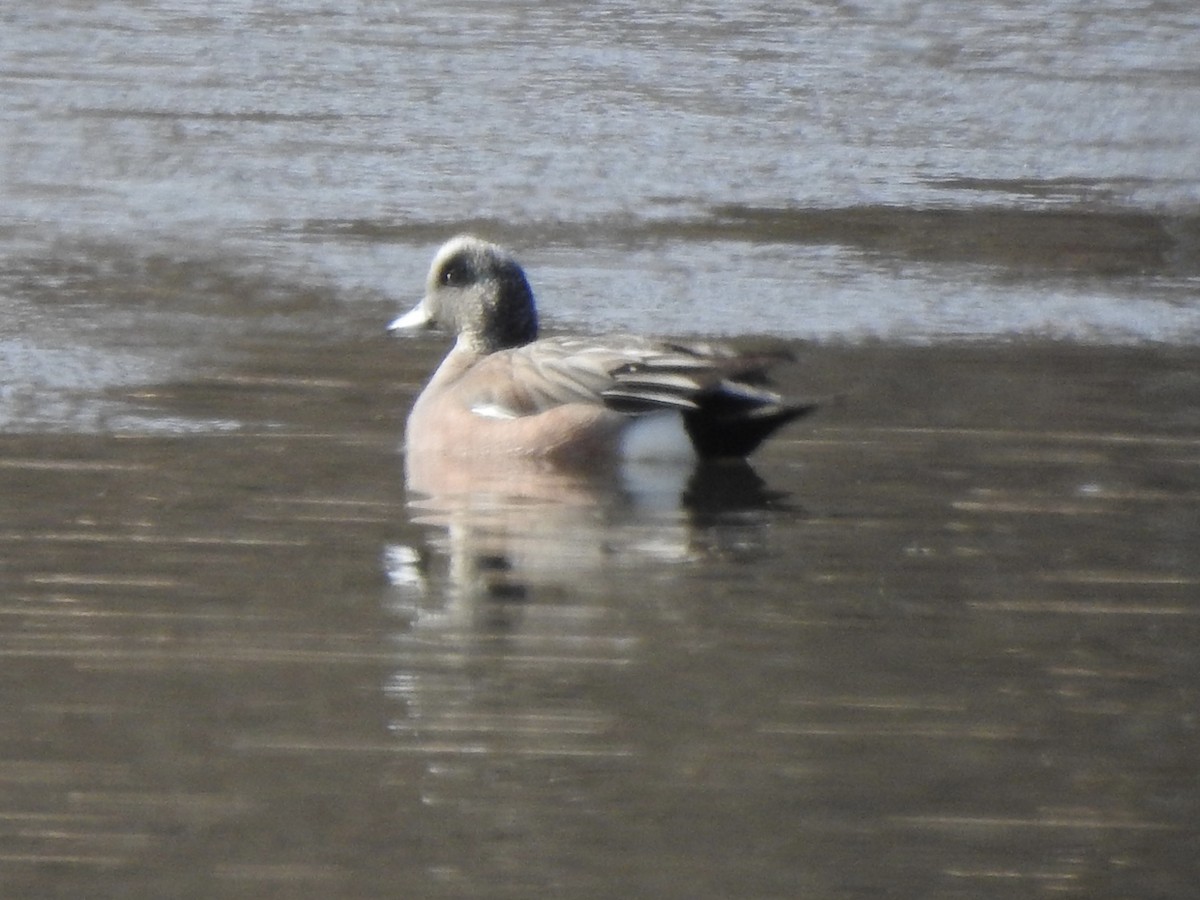 American Wigeon - ML437708731