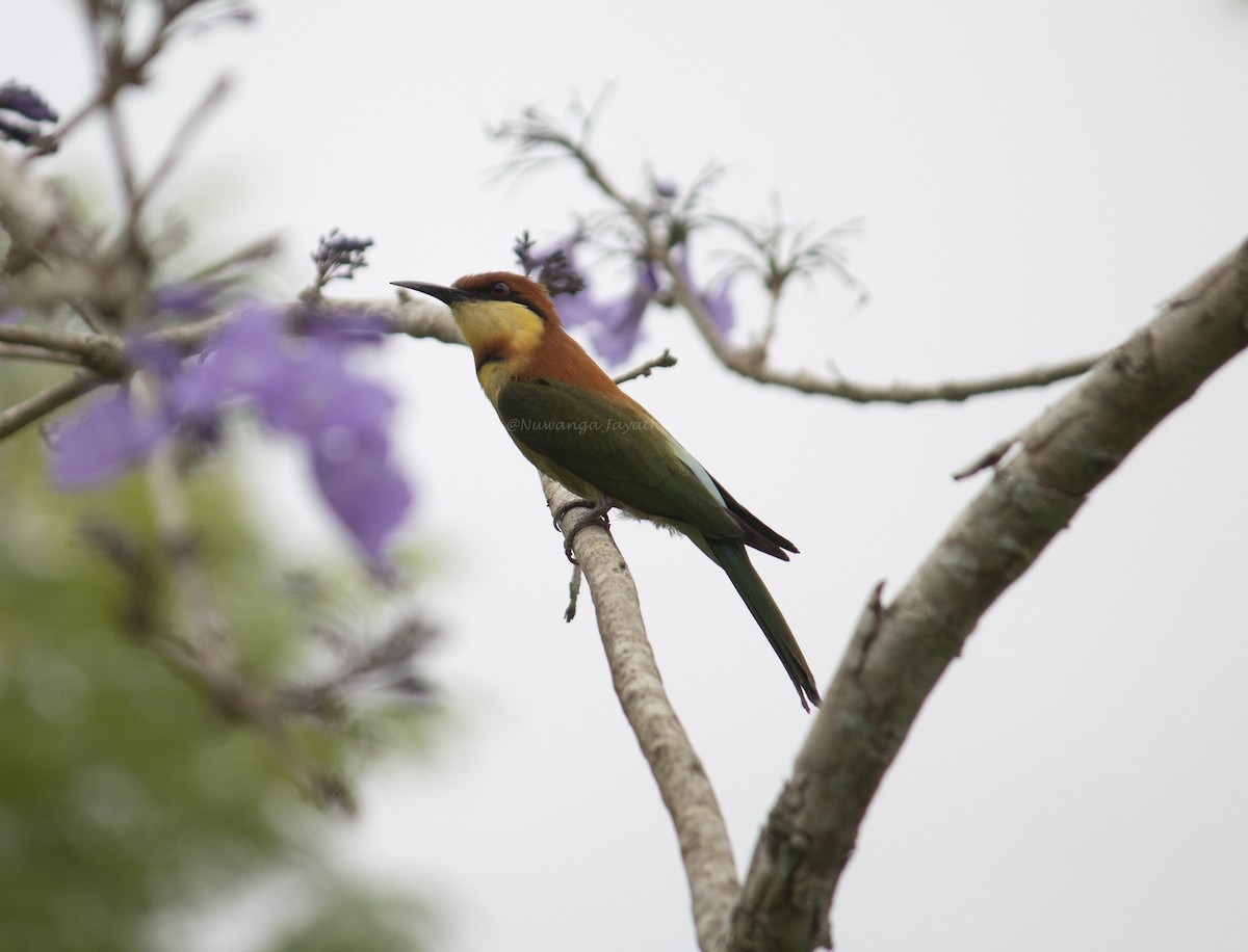 Chestnut-headed Bee-eater - Nuwanga Jayathunga