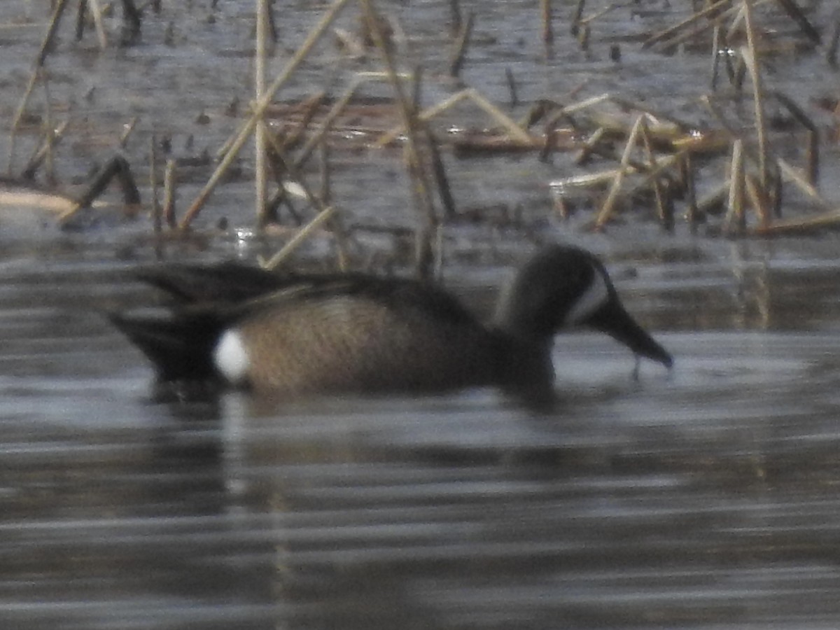 Blue-winged Teal - ML437708821