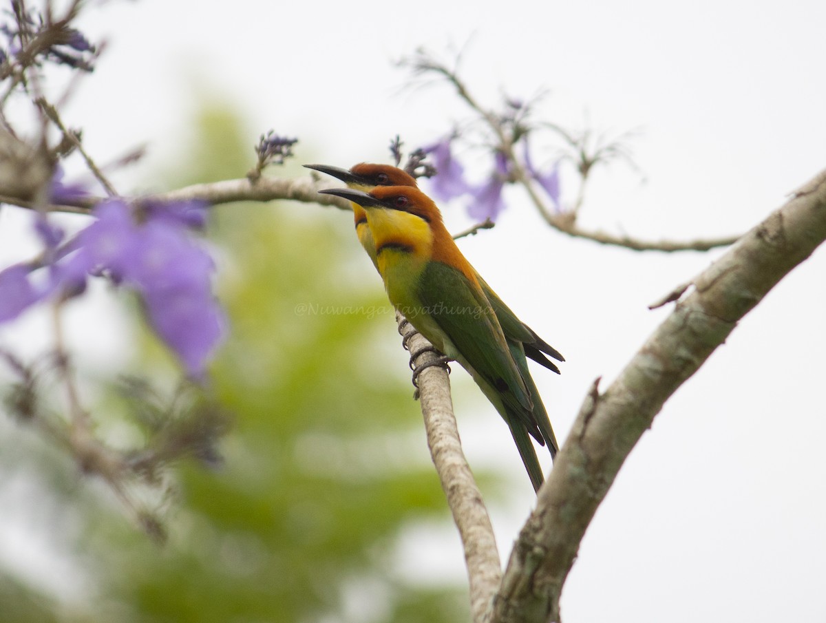 Chestnut-headed Bee-eater - Nuwanga Jayathunga