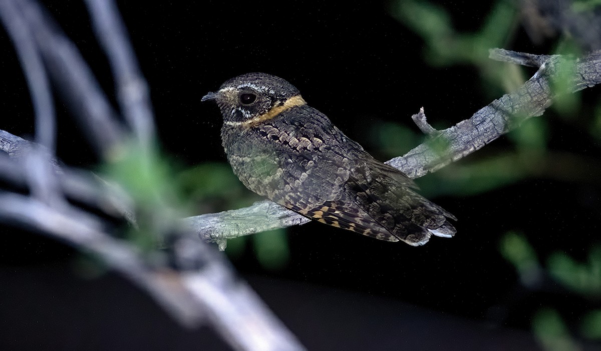 Buff-collared Nightjar - ML437709431