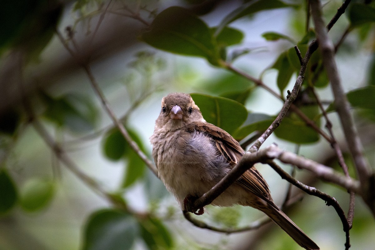 House Sparrow - Nuwanga Jayathunga