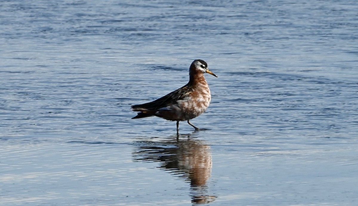 Red Phalarope - ML437710441