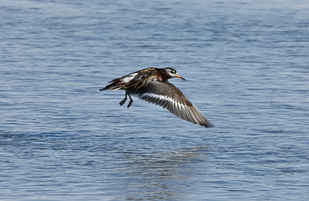 Phalarope à bec large - ML437710451