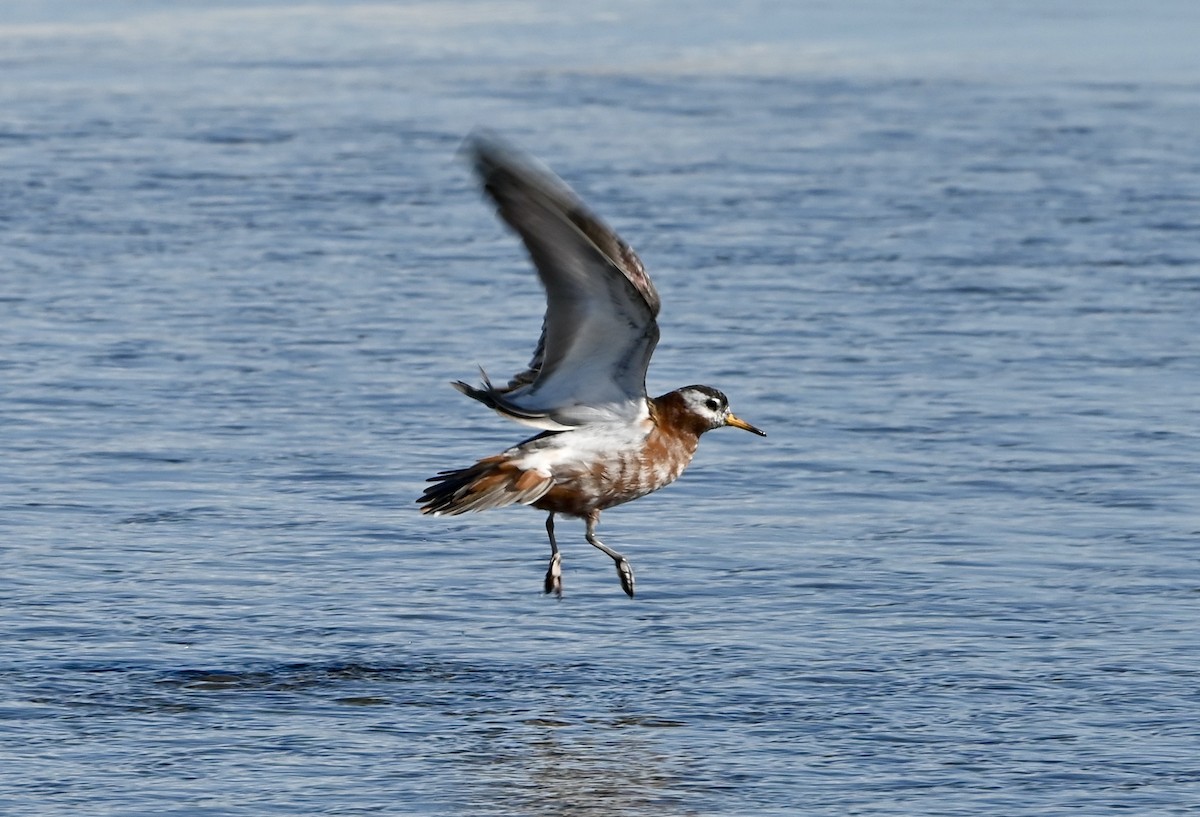 Phalarope à bec large - ML437710461