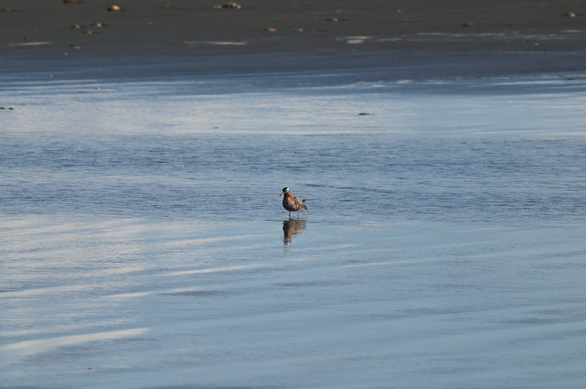 Red Phalarope - ML437710501