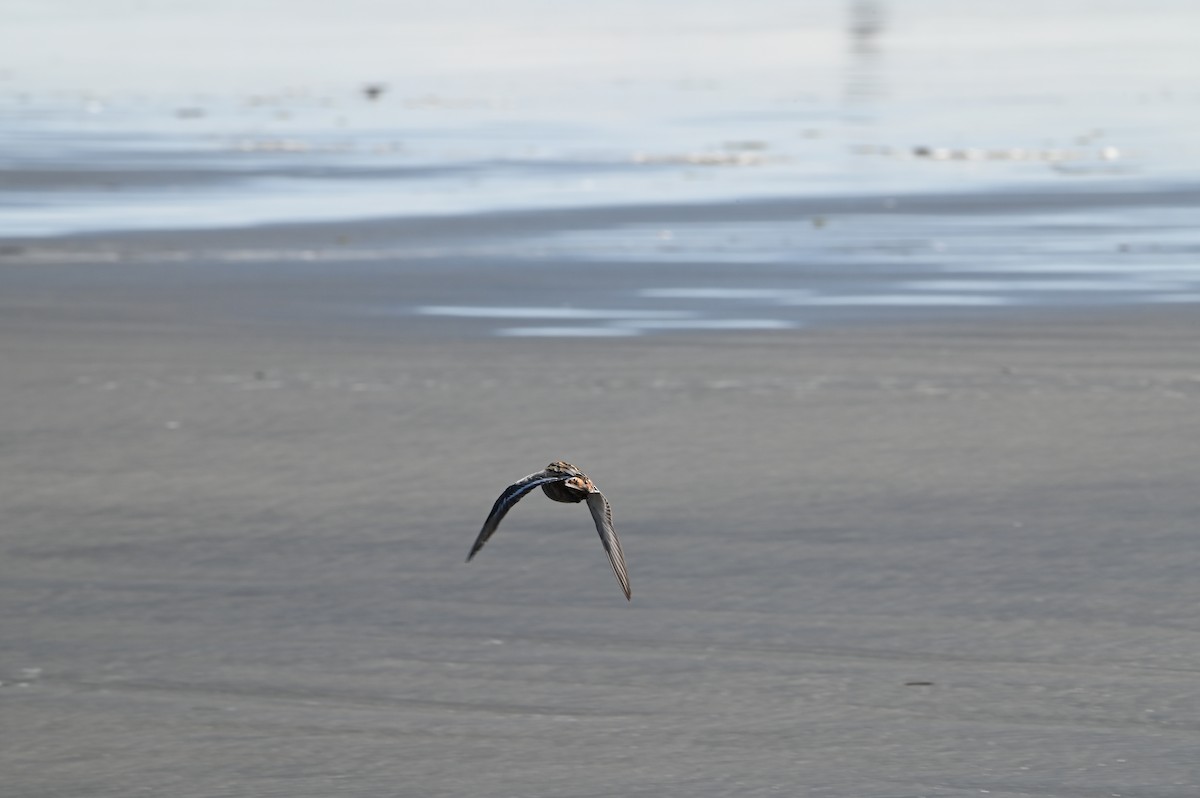 Red Phalarope - Joe RouLaine