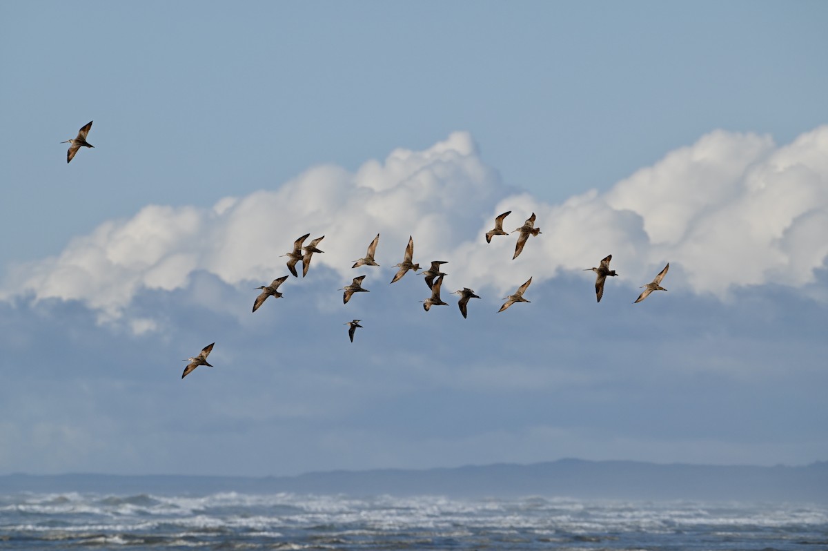 Marbled Godwit - ML437710571