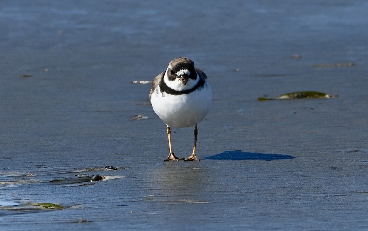 Semipalmated Plover - ML437710611