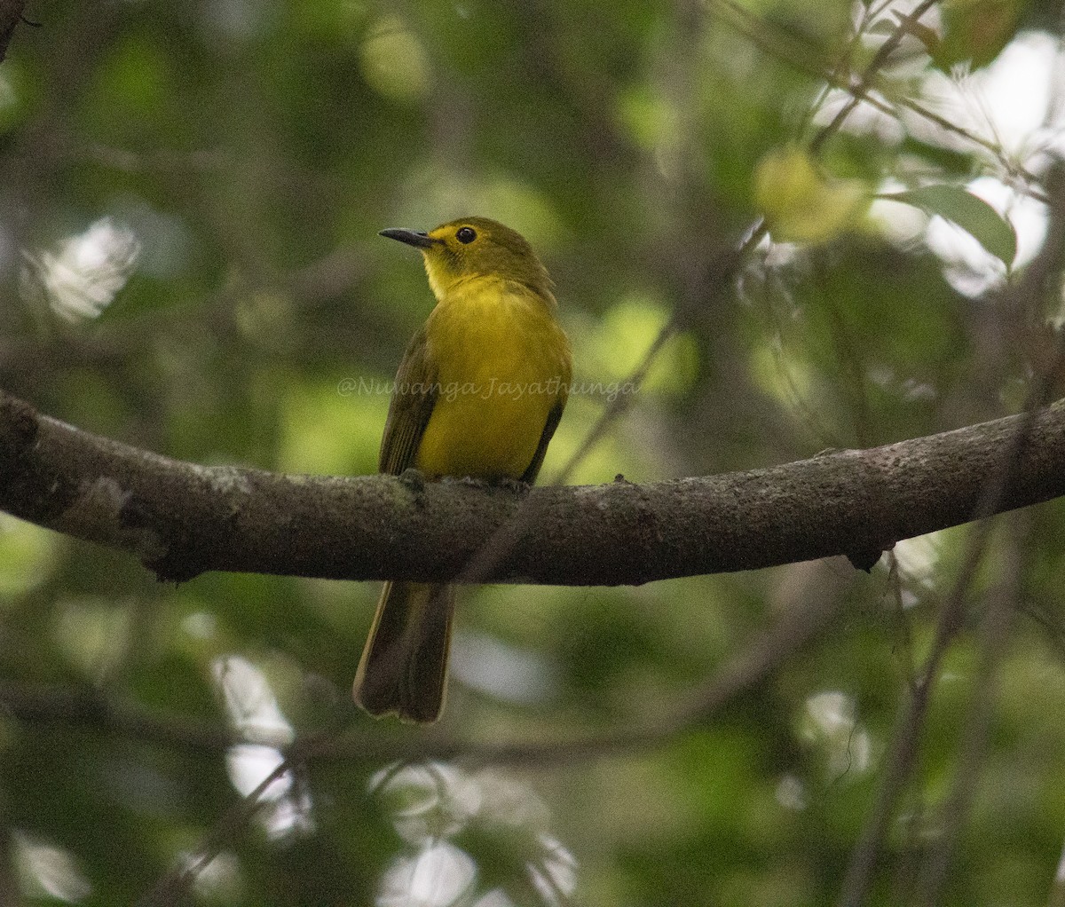 Yellow-browed Bulbul - Nuwanga Jayathunga